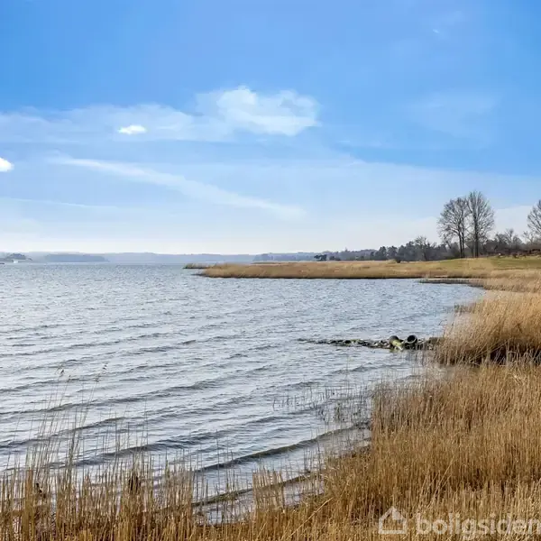 Vand bølger mod sivbevokset kyst, mens træer står i baggrunden under en klar blå himmel.