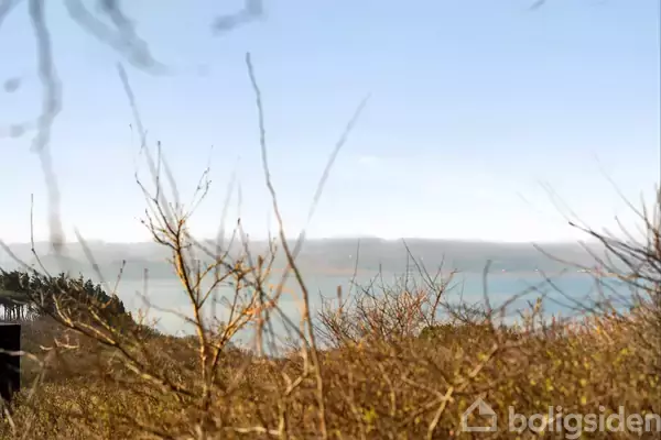 Buske står stille omgivet af bakket landskab med udsigt over en sø eller fjord under en klar blå himmel.
