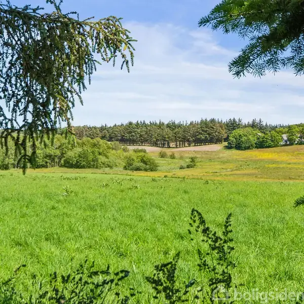 En grøn mark spreder sig under en blå himmel, omgivet af tæt skov i baggrunden. Enkeltstående trægrene hænger ind i billedet fra kanterne og rammer landskabet ind.