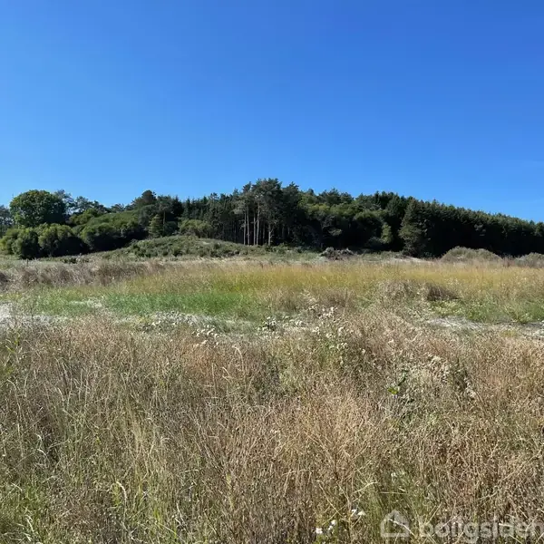 En åben mark med højt græs strækker sig mod en baggrund af tætte, grønne træer under en klar, blå himmel. Ingen tekst er synlig i billedet.