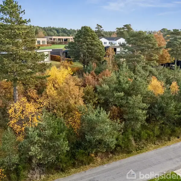 Træer står tæt sammen, fulde af efterårsfarver, ved en vej. I baggrunden ses flere moderne huse omgivet af en skovagtig have. Atmosfæren er fredelig og landlig.