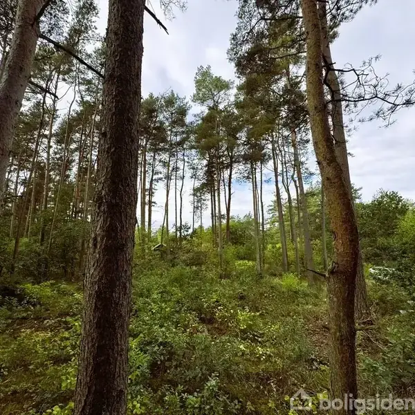 Træer strækker sig mod himlen i en tæt skov, omgivet af grønne buske og underskov. Himlen er overskyet med spredte blå pletter.