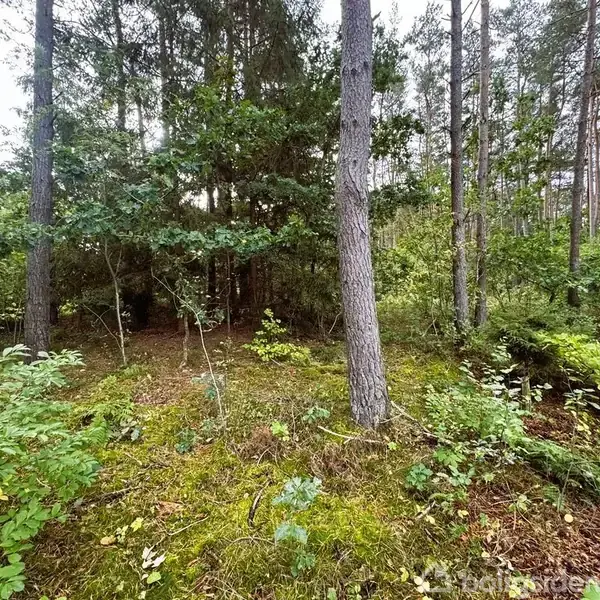 Træstammer står stille i en frodig skov. Jorden er dækket af grøn vegetation og buske. Høje træer omkranser området, hvilket skaber en tæt, naturlig skovsetting.