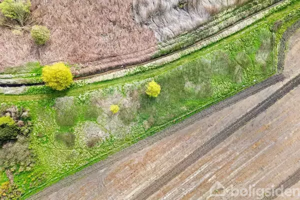 To grønne træer står adskilt på en lys grøn græsstribe, omgivet af en brun, pløjet mark og tørre, træbeklædte skråninger.