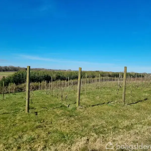 Vinstokke støttet af træpæle står i rækker på en bakke. Landskabet er grønt med en trægrænse i baggrunden under en klar, blå himmel.