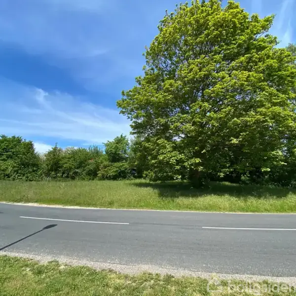 En stor grøn træ står ved siden af en vej, der buer let til venstre. Omkring træet er der græs og lav vegetation, og himlen er klar med lette skyer.