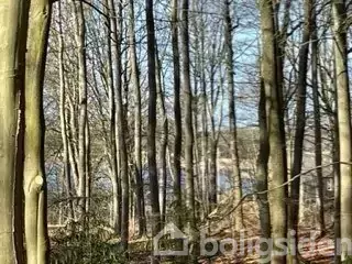 Træer står stille i en skov, omgivet af spredt løv og en klar blå himmel, med en sø synlig i baggrunden. Der ses lav vegetation på skovbunden.