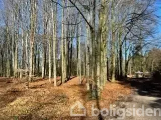 Træer står ranke i en skov, hvor de nøgne grene rækker mod en klar blå himmel. Skovbunden er dækket af visne blade, mens en sti løber gennem landskabet.