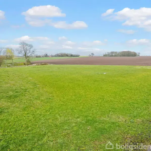 Græsmark ligger stille ved siden af en asfalteret vej, omgivet af åbne marker og spredte træer under en blå himmel med få skyer.