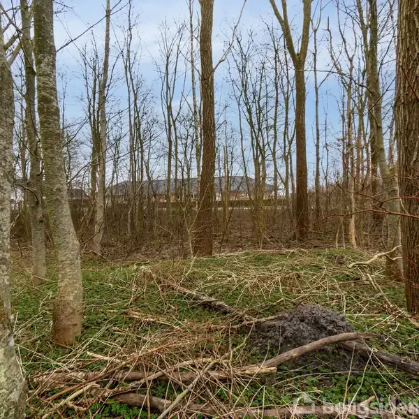 Træer står stationært i en skov med bare grene, og blottet jord dækket af visne kviste dominerer jorden. Sollys filtrer gennem de tætte grene under en klar blå himmel.