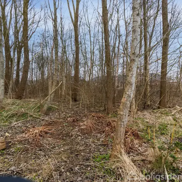 Træer står i tæt klynge uden blade, omgivet af tørt græs og buske i et åbent, fladt landskab under en klar himmel.