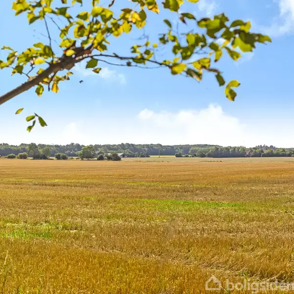 Et træ står stille ved en åben, gylden mark under en blå himmel med spredte skyer. I baggrunden ses en skovkant.