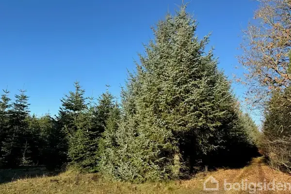 Planteavlsgård/-jord på Baggesgårdvej 100, 7260 Sønder Omme