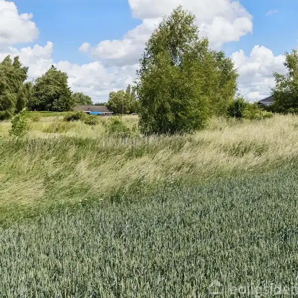 Et grønt kornfelt står stille i forgrunden, omgivet af høje, vilde græsser og spredte træer. I baggrunden ses huse under en klar, skyet himmel.