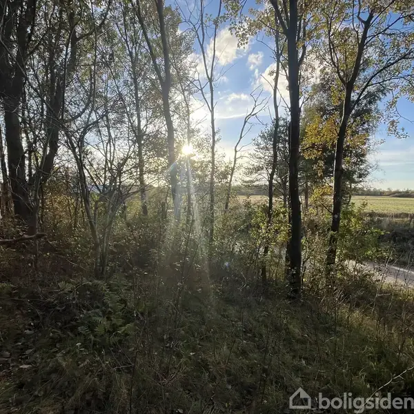 Sollys strømmer gennem en gruppe træer, kaster skygger på en skovbund. I baggrunden ses en grusvej ved siden af en mark og en bygning.