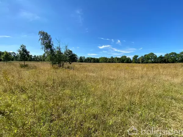 Et åbent græsareal med spredte træer under en klar blå himmel, omgivet af fjerne skovlinjer.