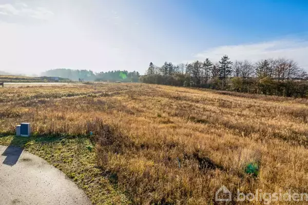 Græsmark under solrigt vejr omgivet af træer og en lille asfaltvej i forgrunden. Skoven ses i horisonten.
