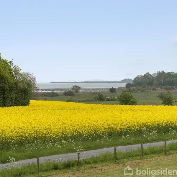 En gul rapsmark strækker sig ud i landskabet, omgivet af grønne træer og en blå himmel. I baggrunden ses en fjord eller sø, skaber en rolig landlig scene.