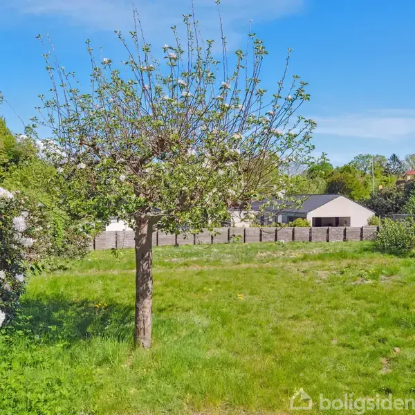 Et træ står på en frodig græsplæne omgivet af grønne buske og træer. I baggrunden ses et hegn og et hus under en blå himmel.