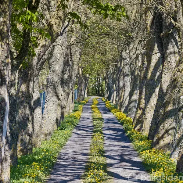 Grusvej omgivet af høje træer med tæt løv skaber en grøn tunnel. Gule blomster vokser langs vejkanten, og solen kaster skygger på stien.