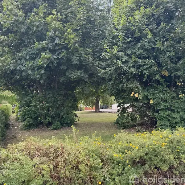 To store træer står sammen i en frodig have omgivet af grønne buske og blomster. Et hus kan ses i baggrunden i et boligområde.