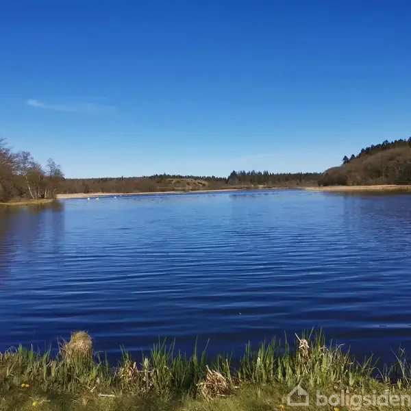 En sø strækker sig i midten, omgivet af græs og træer. Himlen er klar blå uden skyer. Græs står i forgrunden ved vandet.