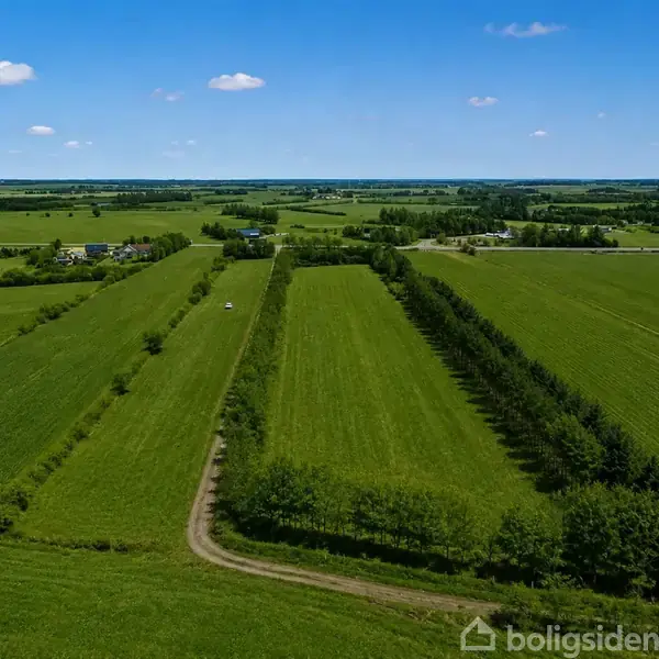 Grønne markfelter strækker sig over landskabet under en klar blå himmel med spredte skyer. En grusvej adskiller felterne, og en række træer følger vejkanten tilfører struktur.