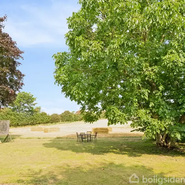 En stor, grøn træ står på en åben græsplæne ved siden af et bord og stole. I baggrunden ses marker og halmballer under en blå himmel.