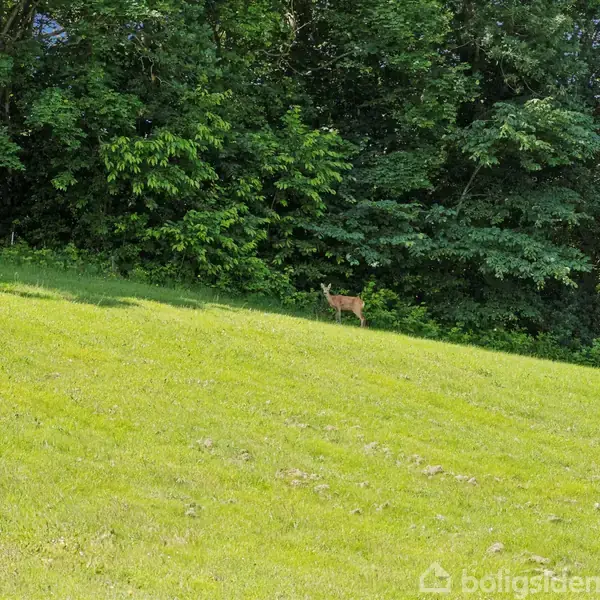 Et rådyr står stille i et grønt græsareal foran en tæt skov af frodige træer.