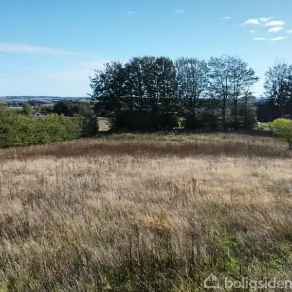 En åben mark med højt græs står stille i et landskab omgivet af træer langs horisonten under en blå himmel med spredte skyer.