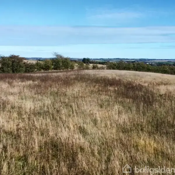 En åben mark er fyldt med højt, tørt græs. Landskabet strækker sig ud i horisonten under en blå himmel med tynde skyer. Spredte træer i baggrunden.