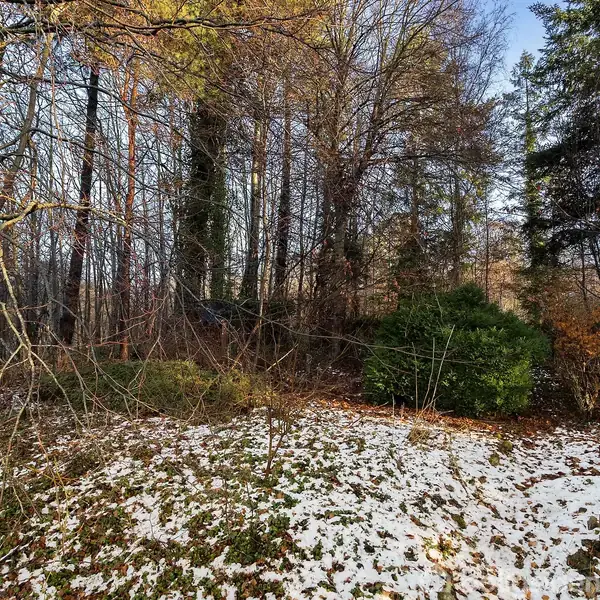 Skovområde med træer uden blade, nogle med snepletter på jorden. En enkelt grøn busk står til højre. Det er vinter med klar blå himmel i baggrunden.