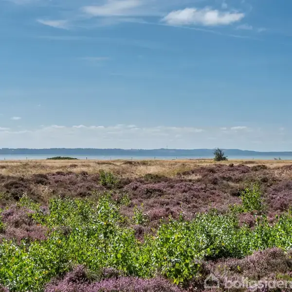 Et naturlandskab med grønne og lilla planter i forgrunden, sandklitter i midten og en blå himmel over en distant vandmasse i baggrunden.