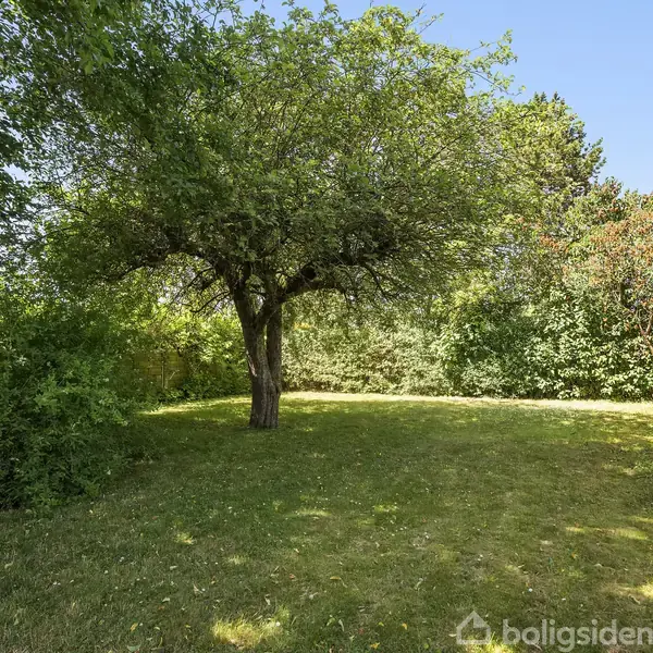 Et stort træ står på en grøn plæne omgivet af tæt buskads og solbeskinnet græsplæne under en klar blå himmel.