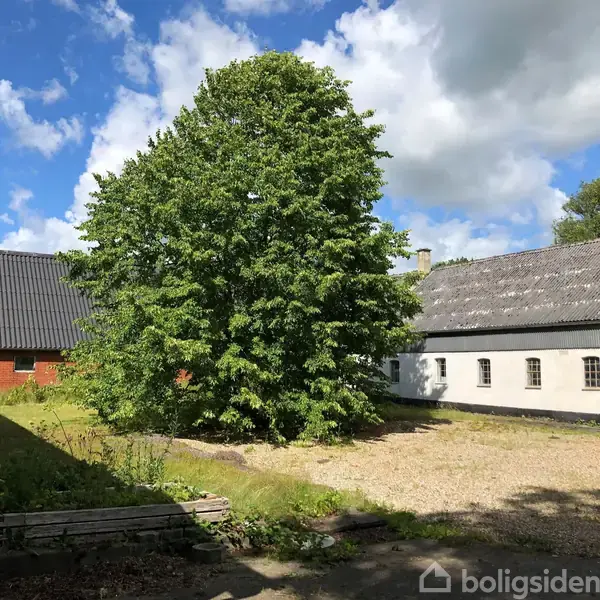 Et stort træ står i midten af en gårdsplads omgivet af to gamle landbrugsbygninger med skrå tage. Himlen er blå med enkelte skyer.