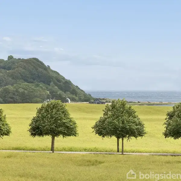Fem træer står på en række langs en sti i en gul mark. I baggrunden ses havet og en skovklædt bakke under en blå himmel.