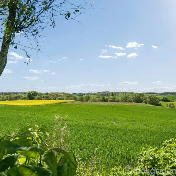 En frodig mark strækker sig under en klar blå himmel med enkelte skyer. En trægrænse og grønne buske omkranser marken i venstre og forgrunden.