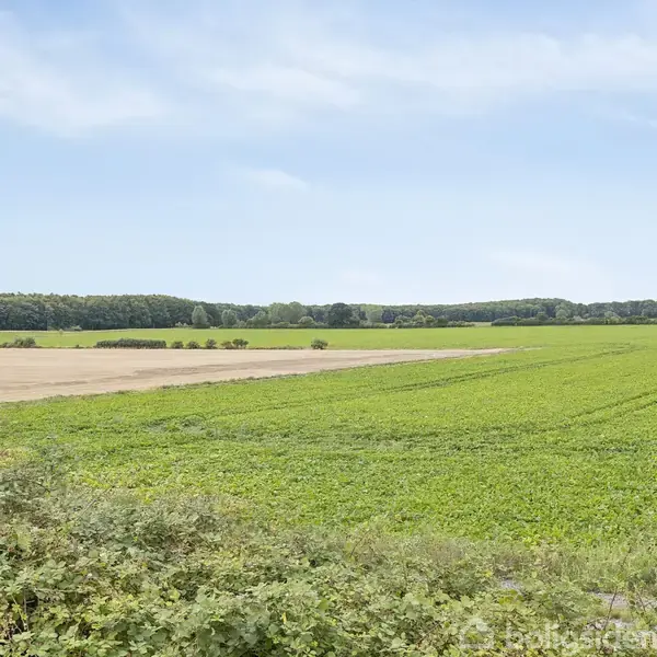 En stor mark med grønne planter strækker sig ud mod en horisont af træer under en blå himmel med lette skyer. Ingen tekst er synlig.