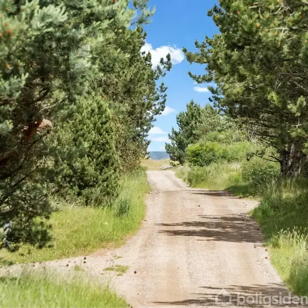 Grusvej strækker sig gennem skovområde, flankeret af grønne træer og buske under en klar blå himmel.