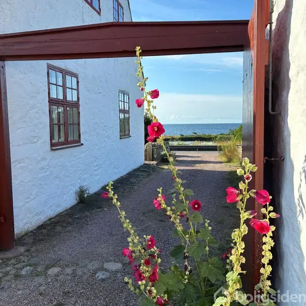 Blomster vokser op ad en hvidmalet mur med vinduer. De lyserøde blomster står i kontrast til det blå hav og skyfri himmel i baggrunden.