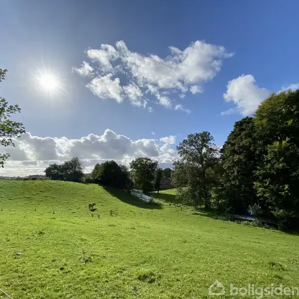 En græseng strækker sig over landskabet, badet i sollys. Himmel er klar med enkelte skyer. Omkringliggende træer danner en skovkant.