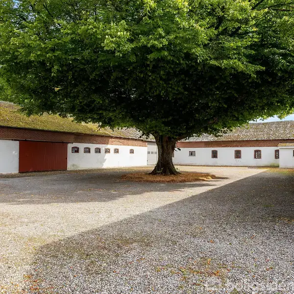 En stor grøn træ står i midten af en gårdsplads omgivet af hvidkalkede bygninger med røde porte, under en klar, blå himmel.