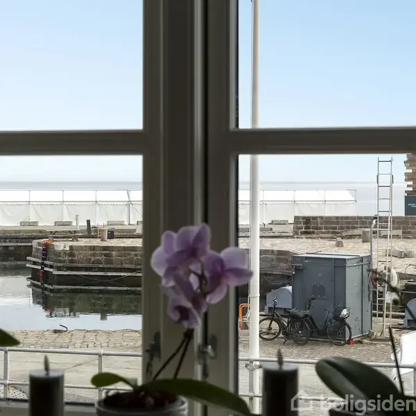 Orkidé foran et vindue med udsigt til en havn. En cykel står ved kajen, og der er trapper og rækværk i baggrunden. Himlen er klar og blå.