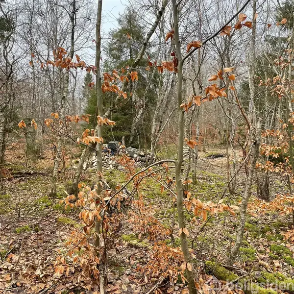 Træer med visne orange blade står i en skovklædt område med mosdækket jord og spredte, nøgne grene om vinteren.