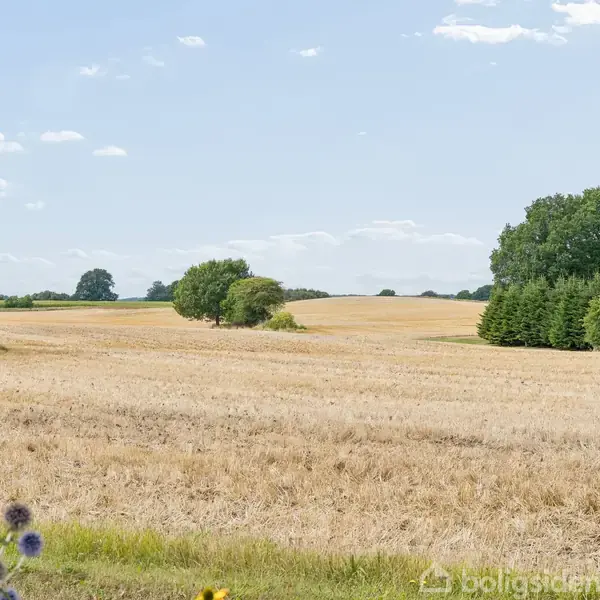 En gylden mark strækker sig ud i det fjerne, omgivet af grønne træer under en blå himmel. Forgrunden har lilla og gule blomster, der tilføjer farve.