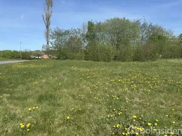 En græsplæne dækket med gule mælkebøtter, omgivet af lave buske og nogle træer i baggrunden, med en klar blå himmel ovenover.