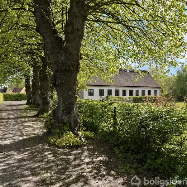 En hvid, stråtækt landejendom står stille blandt træer langs en grusvej, omgivet af grønne buske og en frodig græsplæne under en blå himmel.