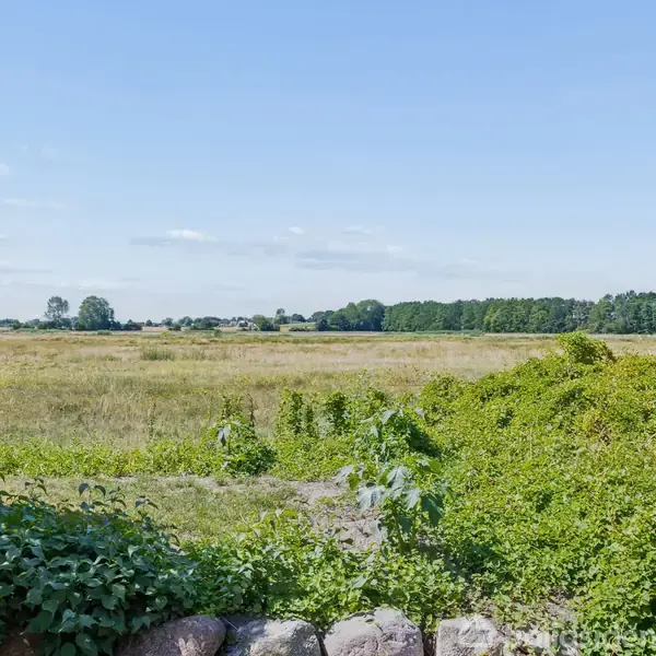 Landskab med frodig grønt buskads i forgrunden, en stenmur og en åben mark bagved. Blå himmel og træer i horisonten afslutter billedet.