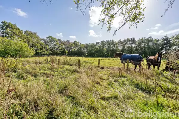 To heste står i en græsmark omgivet af træer; den ene iført et blåt dækken. I baggrunden ses en skov under en solrig himmel.