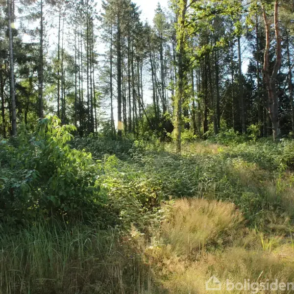 Skovområde med høje træer og tæt buskads belyst af sollys. Vegetationen dækker skovbunden, hvilket skaber en frodig og naturlig atmosfære.
